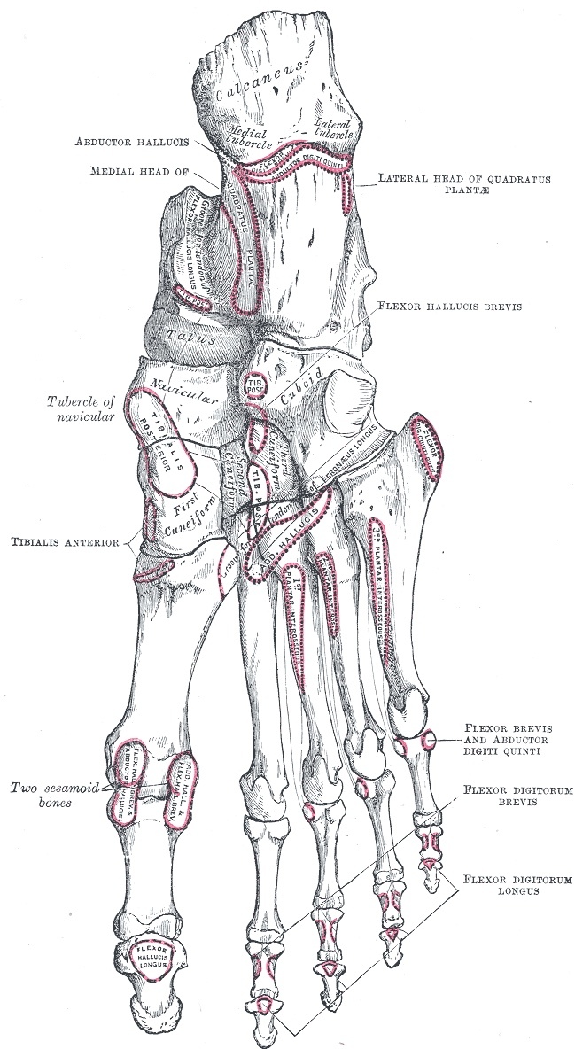 Figure 2. Bones of the right foot, plantar surface, with the plantar muscle attachments outlined. Gray’s Anatomy (1918), Plate 269, public domain, via Wikimedia Commons.