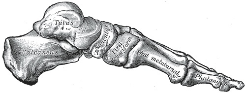 Figure 3. Skeleton of the foot, medial aspect, showing the medial longitudinal arch. Gray’s Anatomy (1918), Plate 290, public domain, via Wikimedia Commons.