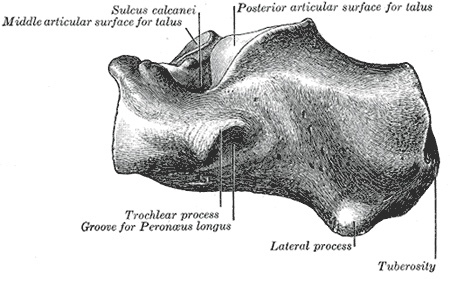 Figure 5. Left calcaneus, lateral surface, with the peroneal (trochlear) tubercle and the groove for peroneus longus. Gray’s Anatomy (1918), Plate 266, public domain, via Wikimedia Commons.
