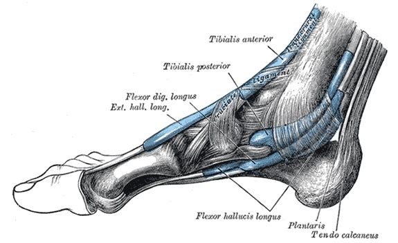 Figure 9. Synovial tendon sheaths around the medial ankle: tibialis posterior, flexor digitorum longus and flexor hallucis longus passing behind the medial malleolus deep to the flexor retinaculum. Gray’s Anatomy (1918), Plate 1242, public domain, via Wikimedia Commons.