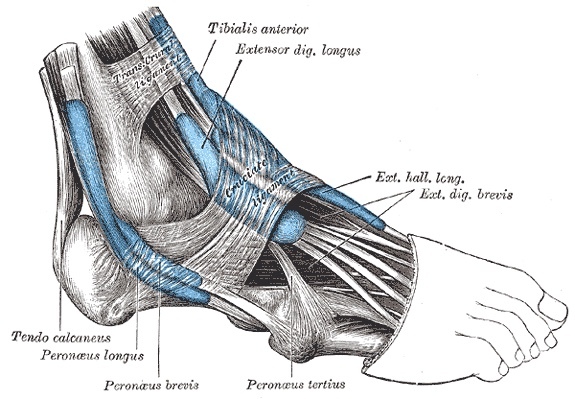 Figure 11. Synovial tendon sheaths around the lateral ankle: peroneus longus and brevis behind the lateral malleolus, with the superior and inferior peroneal retinacula. Gray’s Anatomy (1918), Plate 1241, public domain, via Wikimedia Commons.