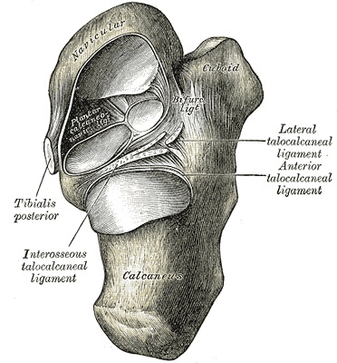 Figure 16. The subtalar (talocalcaneal and talocalcaneonavicular) joints exposed from above, showing the sinus tarsi and the interosseous talocalcaneal ligament. Gray’s Anatomy (1918), Plate 359, public domain, via Wikimedia Commons.
