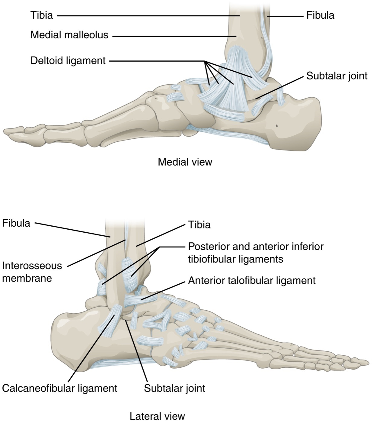 Figure 1. Ligamentous anatomy of the ankle: the medial (deltoid) and lateral collateral complexes and the distal tibiofibular syndesmosis with its interosseous membrane, arranged around the talus within the bony mortise. Illustration by OpenStax College, CC BY 3.0, via Wikimedia Commons.