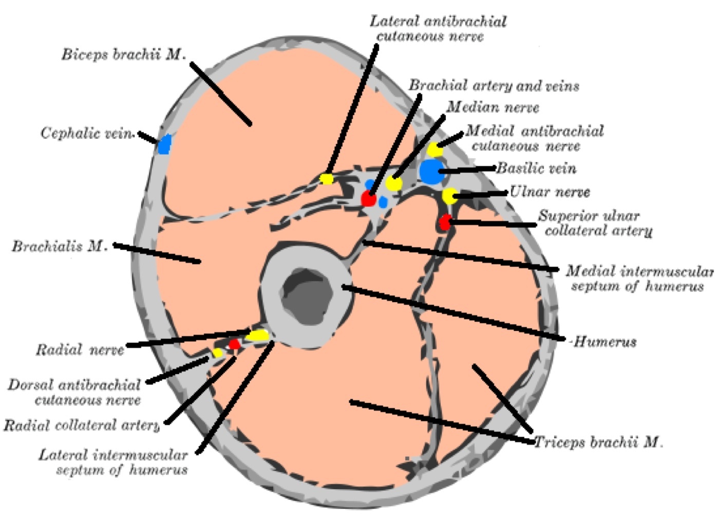 Figure 1. Transverse section of the mid-arm showing the anterior (flexor) and posterior (extensor) compartments, the medial and lateral intermuscular septa, and the positions of the radial, median and ulnar nerves with the brachial artery. Gray’s Anatomy plate 413 (public domain), via Wikimedia Commons.