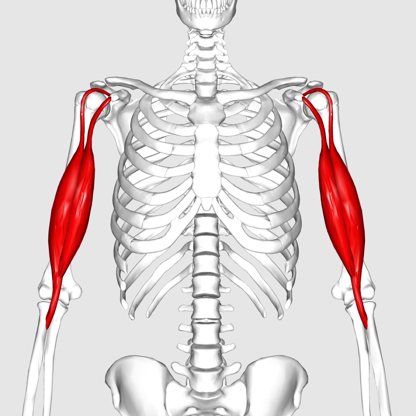 Figure 2. Biceps brachii (anterior compartment), highlighted on an articulated skeleton. Anatomography, CC BY-SA 2.1 JP, via Wikimedia Commons.