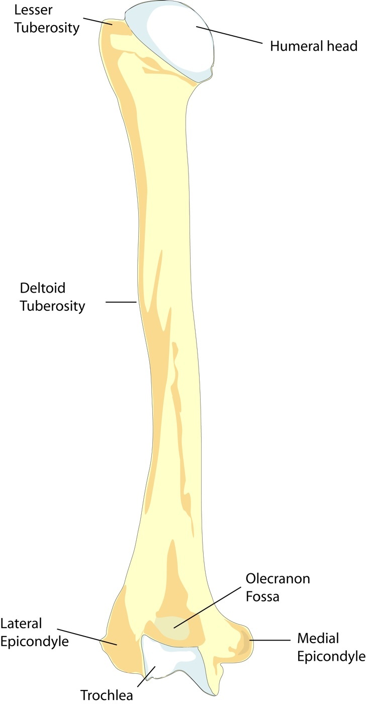 Figure 13. Posterior view of the left humerus with labelled landmarks, including the olecranon fossa and the epicondyles. BDB, CC BY-SA 3.0, via Wikimedia Commons.