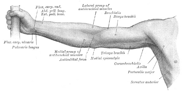 Figure 21. Surface anatomy of the front of the right upper limb, locating the cubital (antecubital) fossa, the medial epicondyle, and the flexor and extensor muscle groups. Gray’s Anatomy plate 1231 (public domain), via Wikimedia Commons.