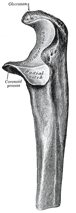 Figure 7. Proximal end of the left ulna (lateral view) showing the olecranon, trochlear (semilunar) notch, coronoid process and radial notch. Gray’s Anatomy plate 212 (public domain), via Wikimedia Commons.