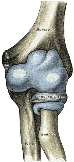 Figure 15. Distended capsule of the elbow joint, anterior aspect, with the annular ligament around the radial head. Gray’s Anatomy plate 331 (public domain), via Wikimedia Commons.