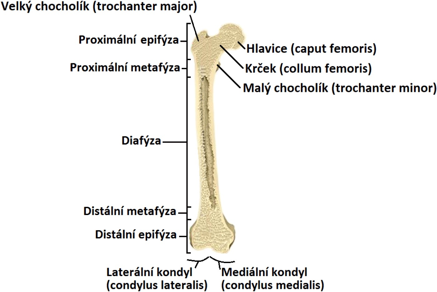 Figure 1. Regional anatomy of the femur: the proximal and distal epiphyses and metaphyses flank the diaphysis (shaft), the segment that fractures here. Illustration by Karel Frydrýšek (Fry72), CC BY-SA 4.0, via Wikimedia Commons.