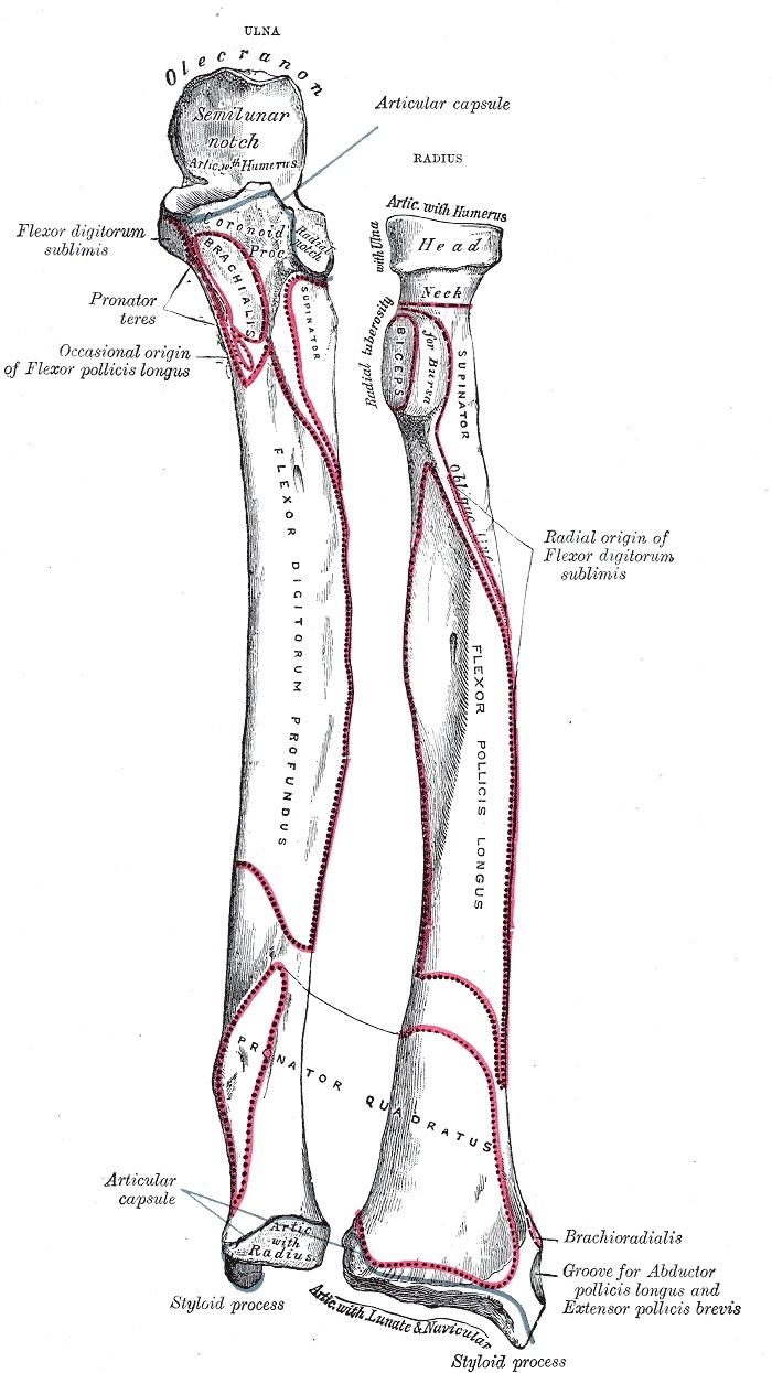 Figure 4. Bones of the left forearm, anterior aspect: radius and ulna with the radial head, neck and bicipital tuberosity, the subcutaneous border of the ulna, and the muscular attachments. Gray’s Anatomy plate 213 (public domain), via Wikimedia Commons.