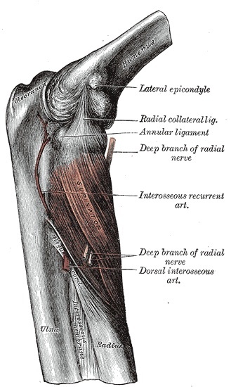 Figure 10. The deep branch of the radial nerve (posterior interosseous nerve) passing through the supinator at the arcade of Frohse to reach the posterior compartment, the structure at risk in approaches to the proximal radius. Gray’s Anatomy plate 420 (public domain), via Wikimedia Commons.