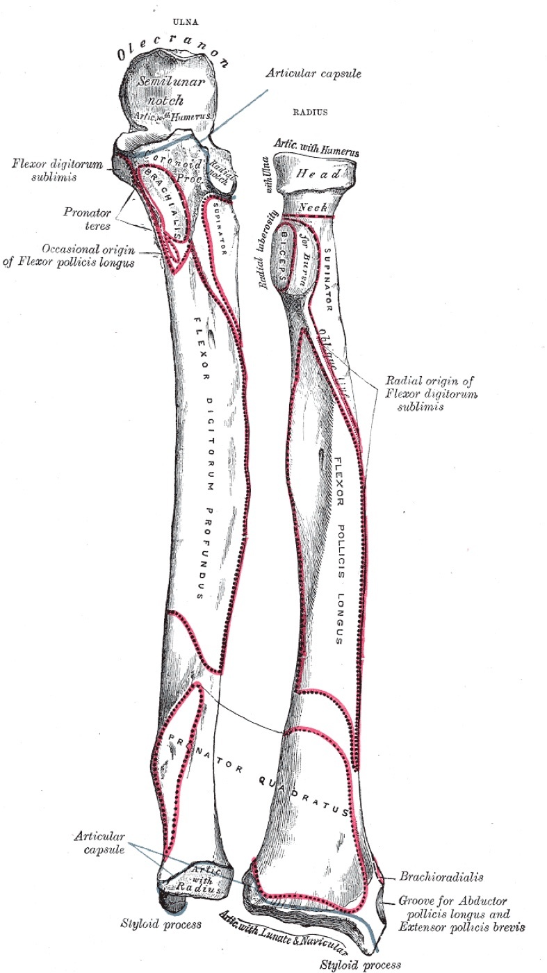 Figure 4. Bones of the forearm with their muscle attachments and the interosseous border, anterior aspect; the interosseous membrane spans the gap between the two bones along this border. Henry Vandyke Carter, Gray’s Anatomy (1918), public domain, via Wikimedia Commons.