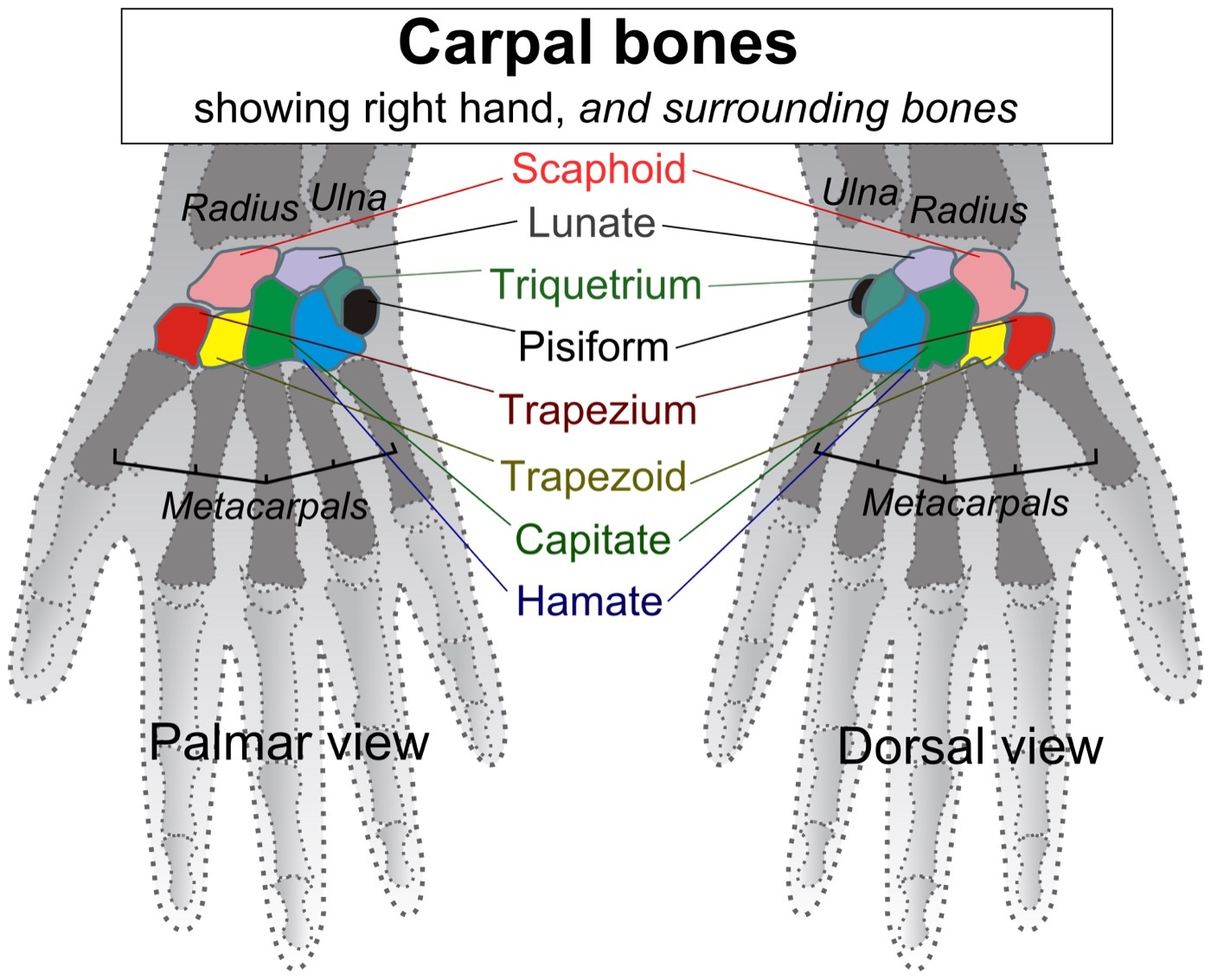 Figure 4. The carpal bones of the wrist, labelled. Mikael Häggström, CC BY-SA 3.0, via Wikimedia Commons.
