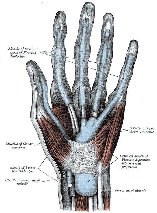 Figure 11. The synovial sheaths of the flexor tendons of the fingers and the radial and ulnar bursae, within the fibrous flexor sheath whose thickenings form the pulleys. Gray’s Anatomy plate 423 (public domain), via Wikimedia Commons.