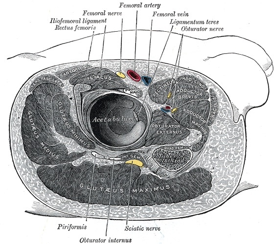 Figure 1. Transverse section through the right hip: the femoral neurovascular bundle anteriorly and the sciatic nerve posteriorly, with the two muscle layers, gluteus maximus and the short external rotators (piriformis, obturator internus). Gray’s Anatomy plate 344 (public domain), via Wikimedia Commons.