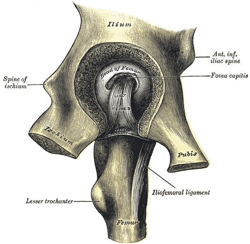 Figure 2. The osseous hip joint: the femoral head with the fovea for the ligamentum teres seated in the acetabulum, with the iliofemoral ligament and lesser trochanter. Gray’s Anatomy plate 341 (public domain), via Wikimedia Commons.