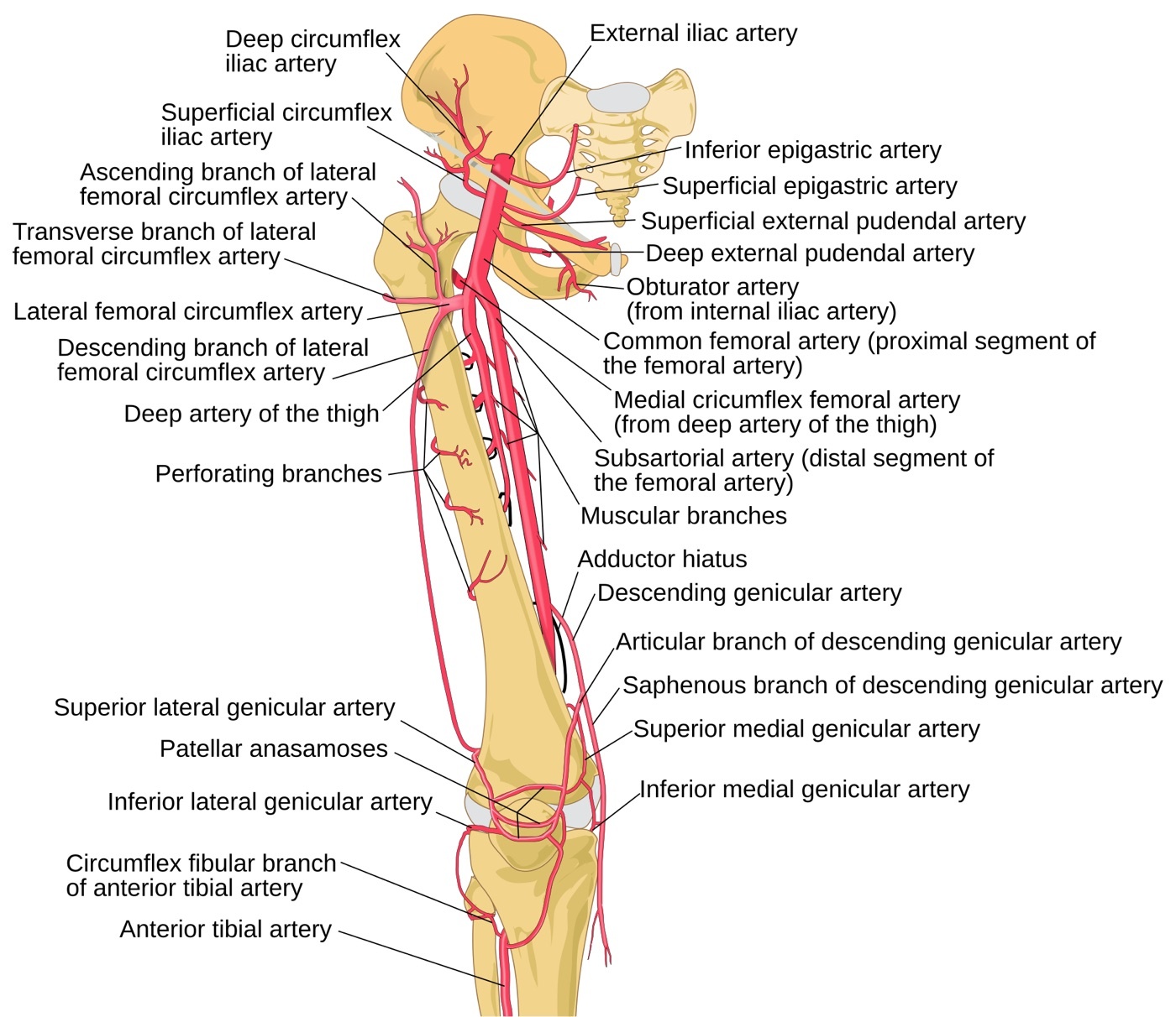Figure 6. Arterial supply around the proximal femur: the medial and lateral femoral circumflex arteries (from the profunda femoris) forming the extracapsular ring that is the dominant blood supply to the femoral head and neck. Mcstrother, CC BY 3.0, via Wikimedia Commons.
