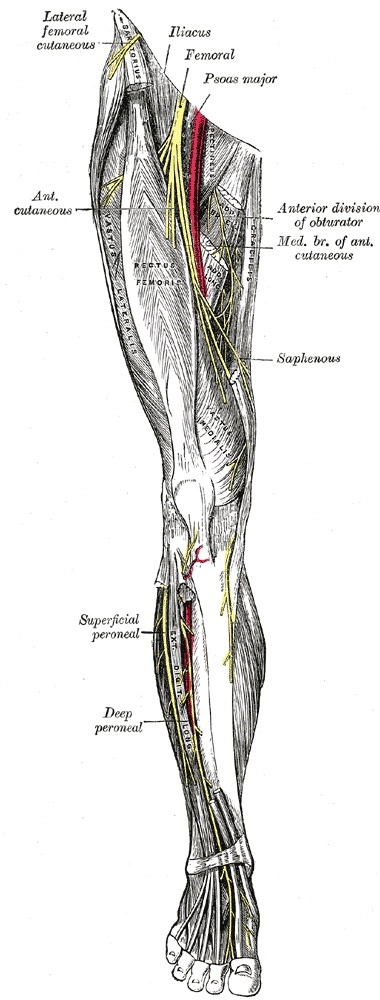 Figure 9. Anterior nerves of the lower limb: the lateral femoral cutaneous nerve crossing near the anterior superior iliac spine, where it is vulnerable in the anterior approach, with the femoral and obturator nerves. Gray’s Anatomy plate 827 (public domain), via Wikimedia Commons.