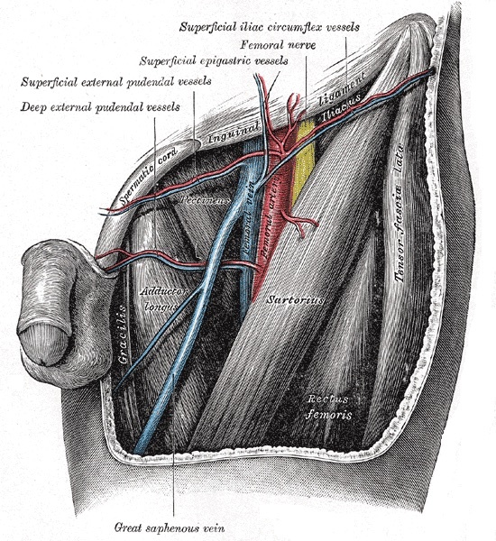 Figure 11. The femoral triangle: the femoral nerve, artery and vein bounded by sartorius and adductor longus, with the adductor and gracilis muscles relevant to the medial (Ludloff) approach. Gray’s Anatomy plate 549 (public domain), via Wikimedia Commons.