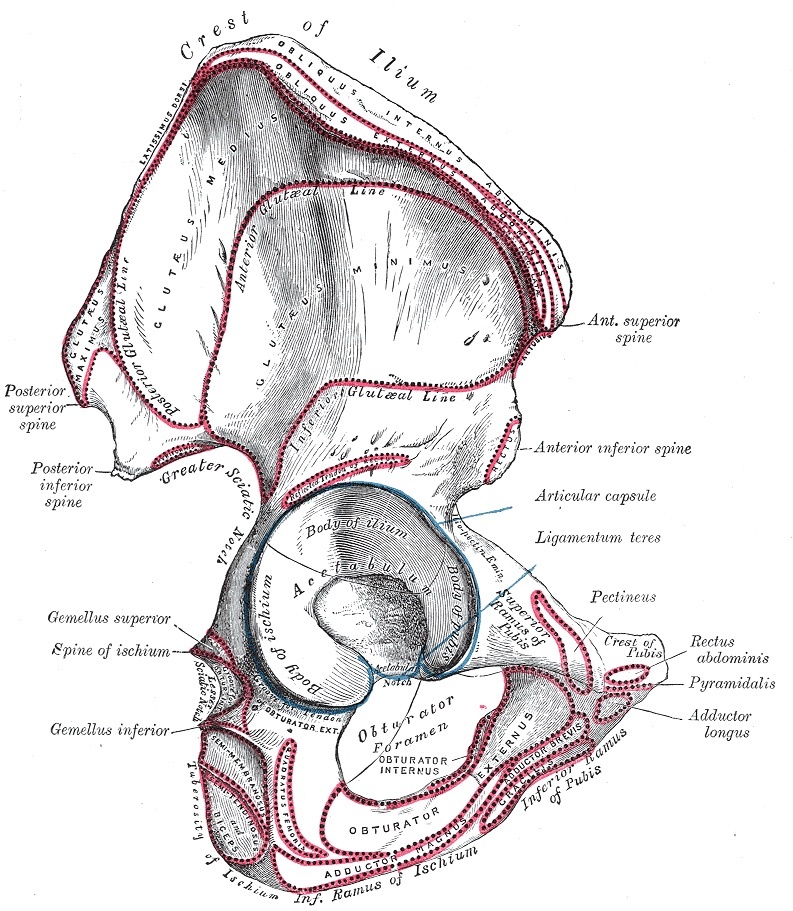 Figure 2. The innominate (hip) bone, showing the acetabulum formed by the ilium, ischium, and pubis, the basis of the two-column concept. Henry Vandyke Carter, Gray’s Anatomy (1918), public domain, via Wikimedia Commons.