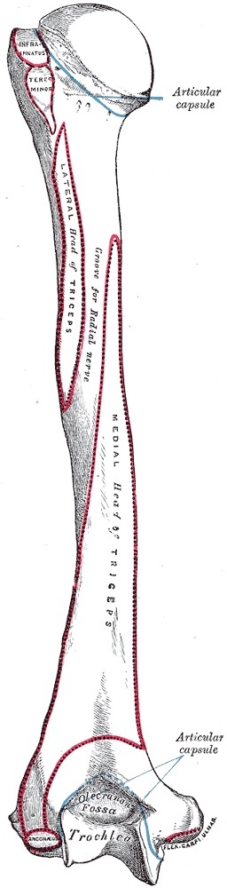 Figure 5. Posterior view of the humerus showing the spiral (radial) groove that carries the radial nerve across the mid-shaft. From Gray’s Anatomy (H. V. Carter, 1918), public domain, via Wikimedia Commons.