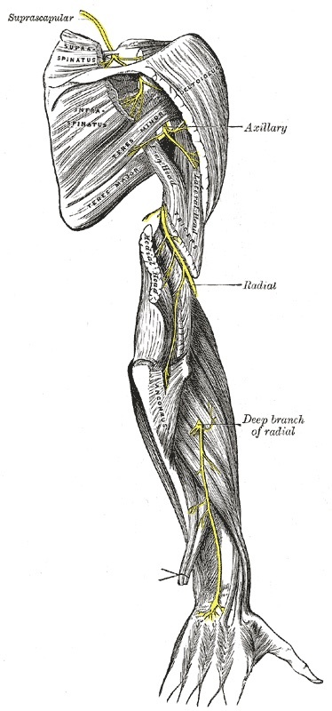 Figure 6. The course of the radial nerve through the posterior arm. From Gray’s Anatomy (H. V. Carter, 1918), public domain, via Wikimedia Commons.