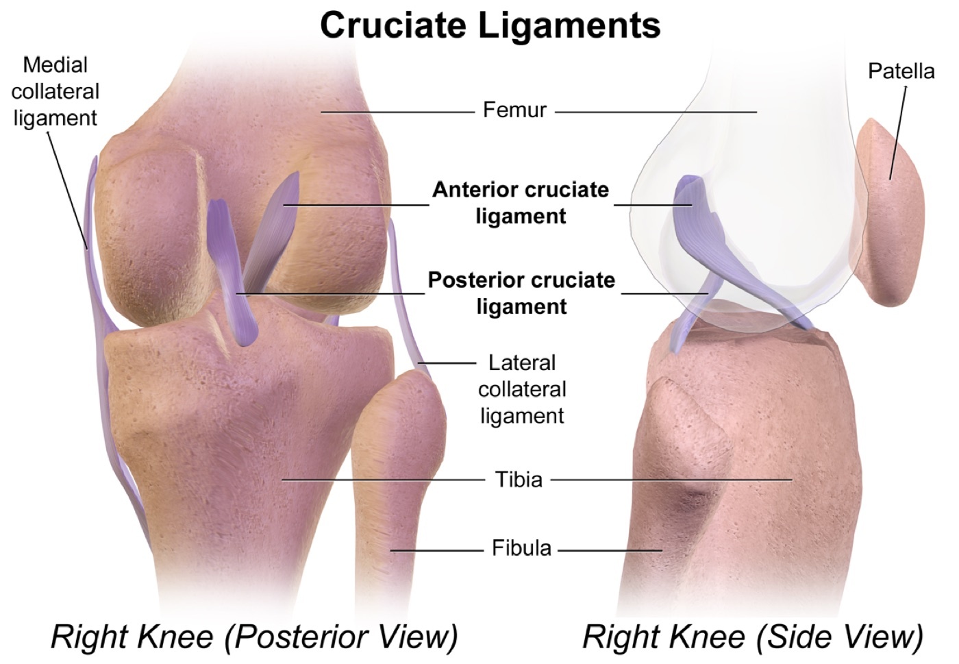 Figure 1. Posterior and lateral views of the knee showing the anterior and posterior cruciate ligaments and the medial and lateral collateral ligaments. Illustration by BruceBlaus, CC BY-SA 4.0, via Wikimedia Commons.