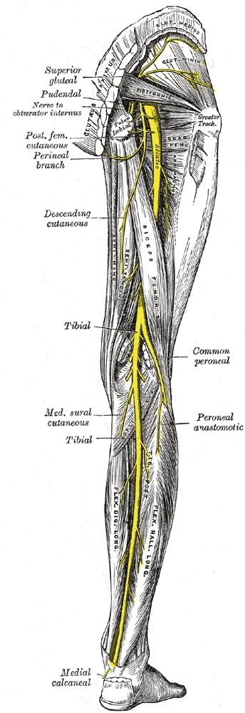 Figure 18. Nerves of the right lower limb, posterior view: the sciatic nerve dividing into the tibial and common peroneal nerves at the popliteal fossa, the common peroneal nerve coursing toward the fibula, and the medial sural cutaneous nerve contributing to the sural nerve. Gray’s Anatomy (1918), Plate 832, public domain, via Wikimedia Commons.