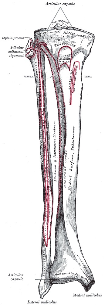 Figure 1. Bones of the right leg, anterior surface, showing the tibia, fibula and interosseous membrane with their borders and surfaces. Gray’s Anatomy (1918), Plate 258, Henry Vandyke Carter, public domain, via Wikimedia Commons.