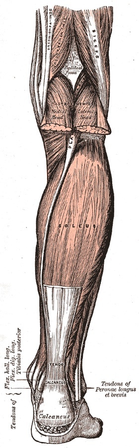 Figure 7. Superficial muscles of the posterior leg: the gastrocnemius and soleus converging on the tendo calcaneus. Gray’s Anatomy (1918), Plate 438, public domain, via Wikimedia Commons.