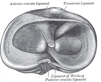 Figure 13. Head of the right tibia from above, with the menisci and the tibial attachments of the cruciate ligaments on the plateau. Gray’s Anatomy (1918), Plate 349, public domain, via Wikimedia Commons.