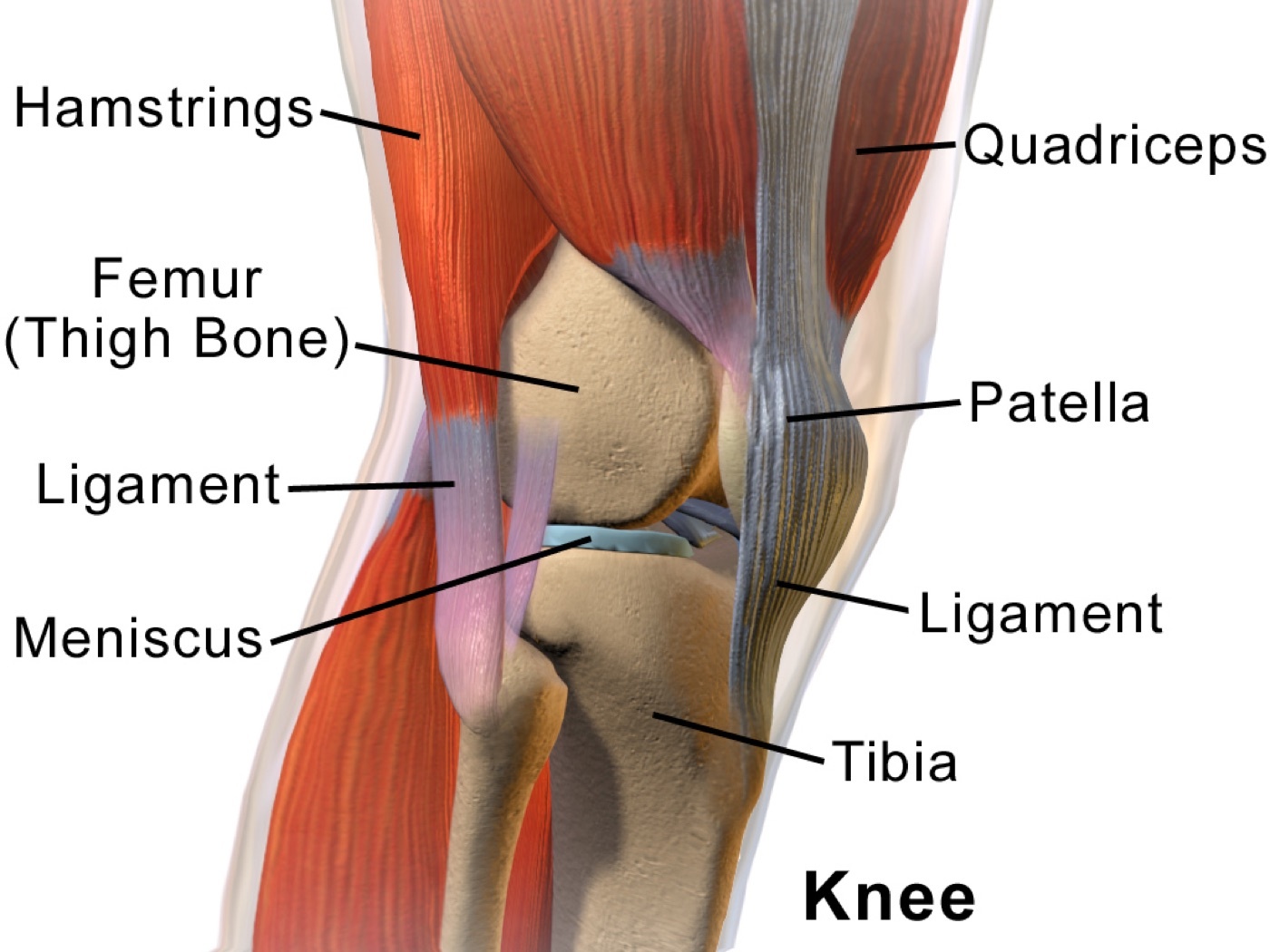 Figure 2. Sagittal overview of the knee extensor mechanism: the quadriceps, patella, and patellar ligament. Illustration by BruceBlaus, CC BY 3.0, via Wikimedia Commons.