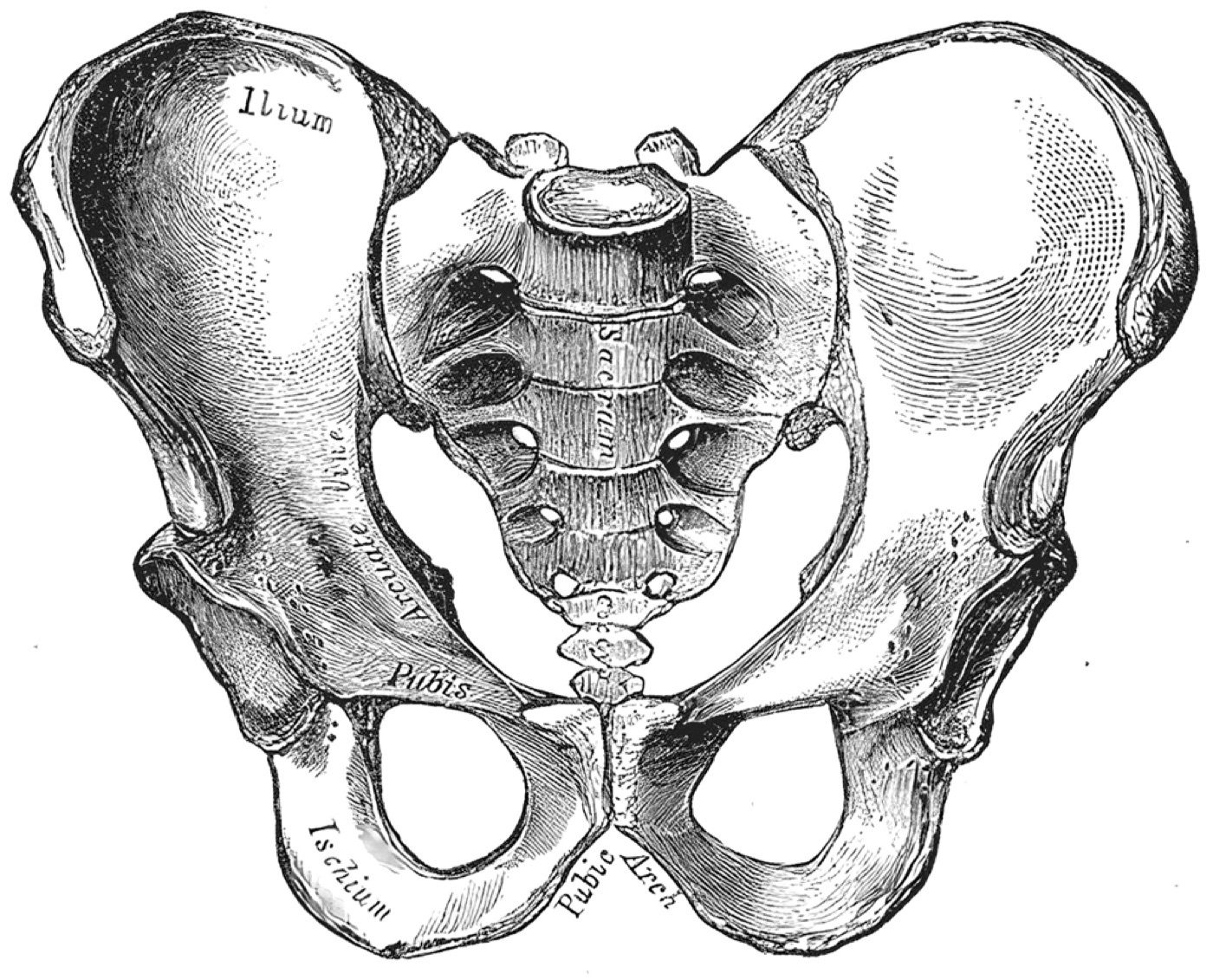 Figure 1. The bony pelvis (anterior view): the two innominate bones (ilium, ischium, pubis) and the sacrum forming the ring. Henry Vandyke Carter, Gray’s Anatomy (1918), public domain, via Wikimedia Commons.
