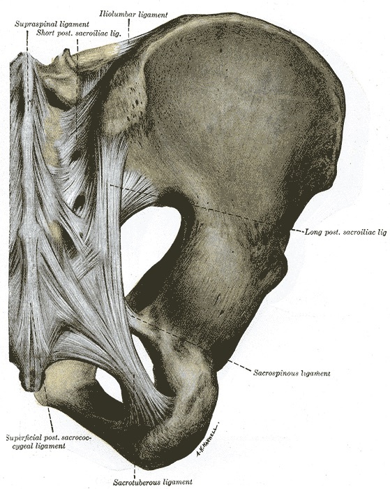 Figure 2. The posterior pelvic ligaments, the posterior tension band: the posterior sacroiliac, sacrotuberous, sacrospinous, and iliolumbar ligaments. Henry Vandyke Carter, Gray’s Anatomy (1918), public domain, via Wikimedia Commons.