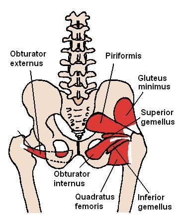 Figure 18. The short external rotators of the hip, piriformis, the gemelli, obturator internus and quadratus femoris, the deep layer encountered in the Kocher-Langenbeck approach. “Beth ohara”, CC BY-SA 3.0, via Wikimedia Commons.