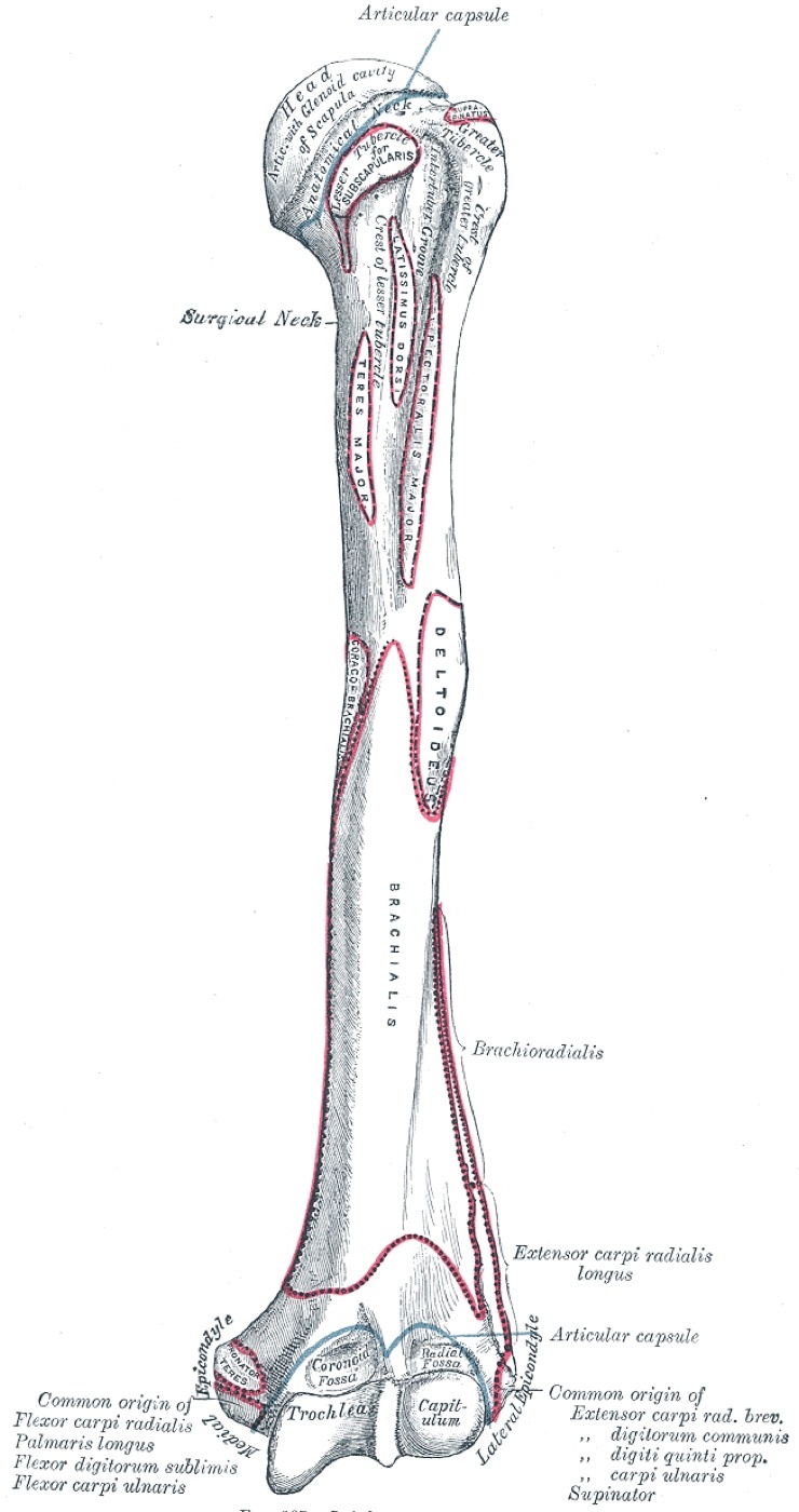 Figure 9. Anterior view of the proximal humerus: head, anatomical and surgical necks, and the greater and lesser tuberosities with their bicipital groove. From Gray’s Anatomy (H. V. Carter, 1918), public domain, via Wikimedia Commons.