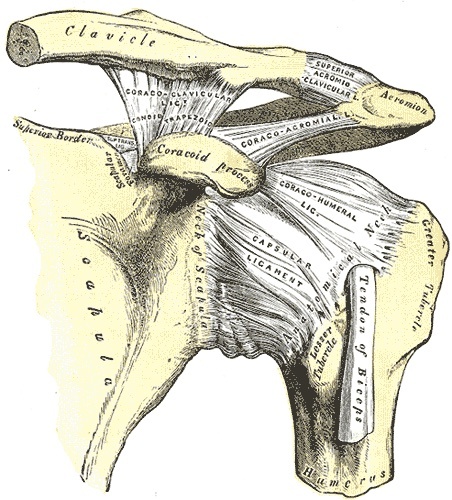 Figure 1. Anterior view of the shoulder showing the joint capsule and the coracohumeral and coracoacromial ligaments forming the coracoacromial arch. Gray’s Anatomy (1918), public domain, via Wikimedia Commons.