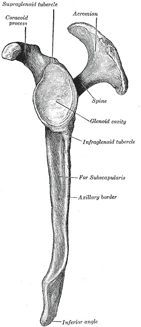 Figure 2. Lateral view of the scapula, showing the glenoid cavity, coracoid process, acromion and spine. Gray’s Anatomy (1918), public domain, via Wikimedia Commons.