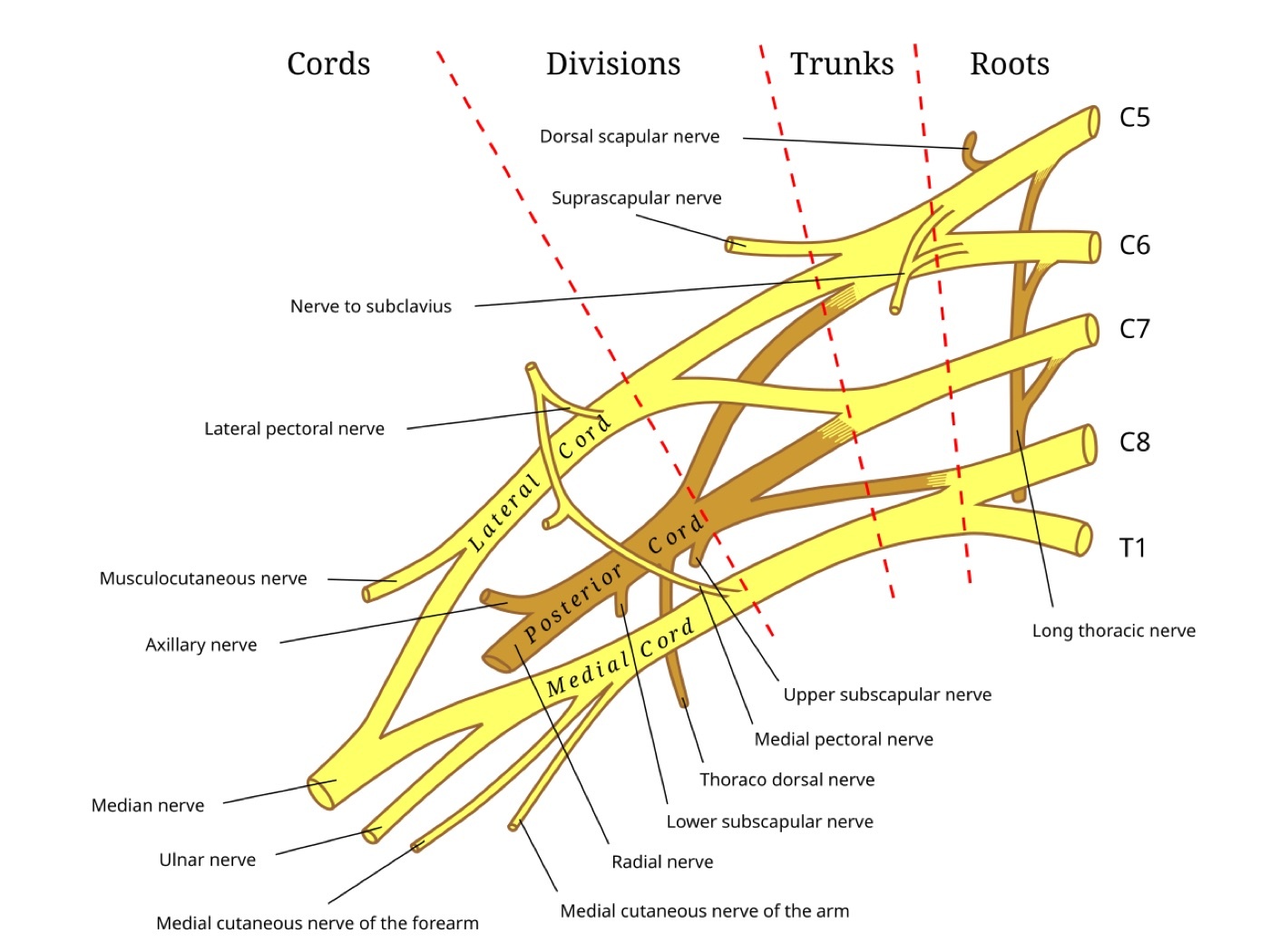 Figure 5. Schematic of the brachial plexus (roots, trunks, divisions, cords) and the origins of the suprascapular, musculocutaneous and axillary nerves; the cords and the axillary artery lie behind pectoralis minor, medial to the coracoid. Public domain, via Wikimedia Commons.