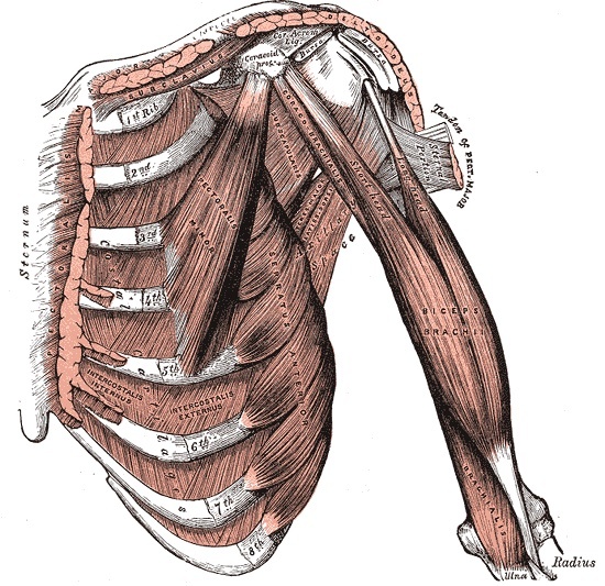 Figure 7. Deeper anterior dissection showing the coracoid process, pectoralis minor and subscapularis at the level of the clavipectoral fascia; the conjoined tendon arises from the coracoid and is retracted medially. Gray’s Anatomy (1918), public domain, via Wikimedia Commons.