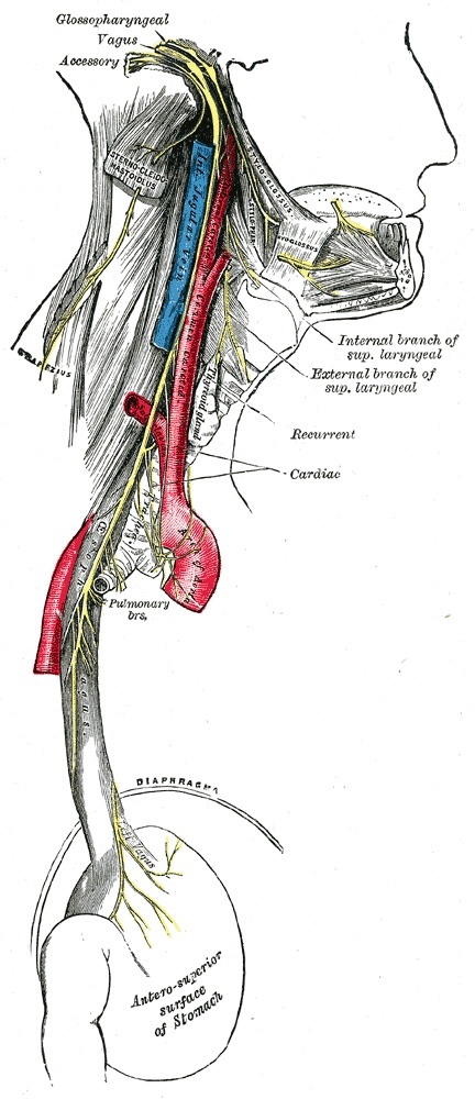 Figure 7. Course of the vagus nerve in the neck and thorax, showing the superior laryngeal and recurrent laryngeal branches. The left recurrent nerve loops under the aortic arch and the right under the right subclavian artery; the right ascends at a higher level and crosses from lateral to medial low in the neck, making it the more vulnerable in the anterior cervical approach. Gray’s Anatomy (1918), public domain, via Wikimedia Commons.
