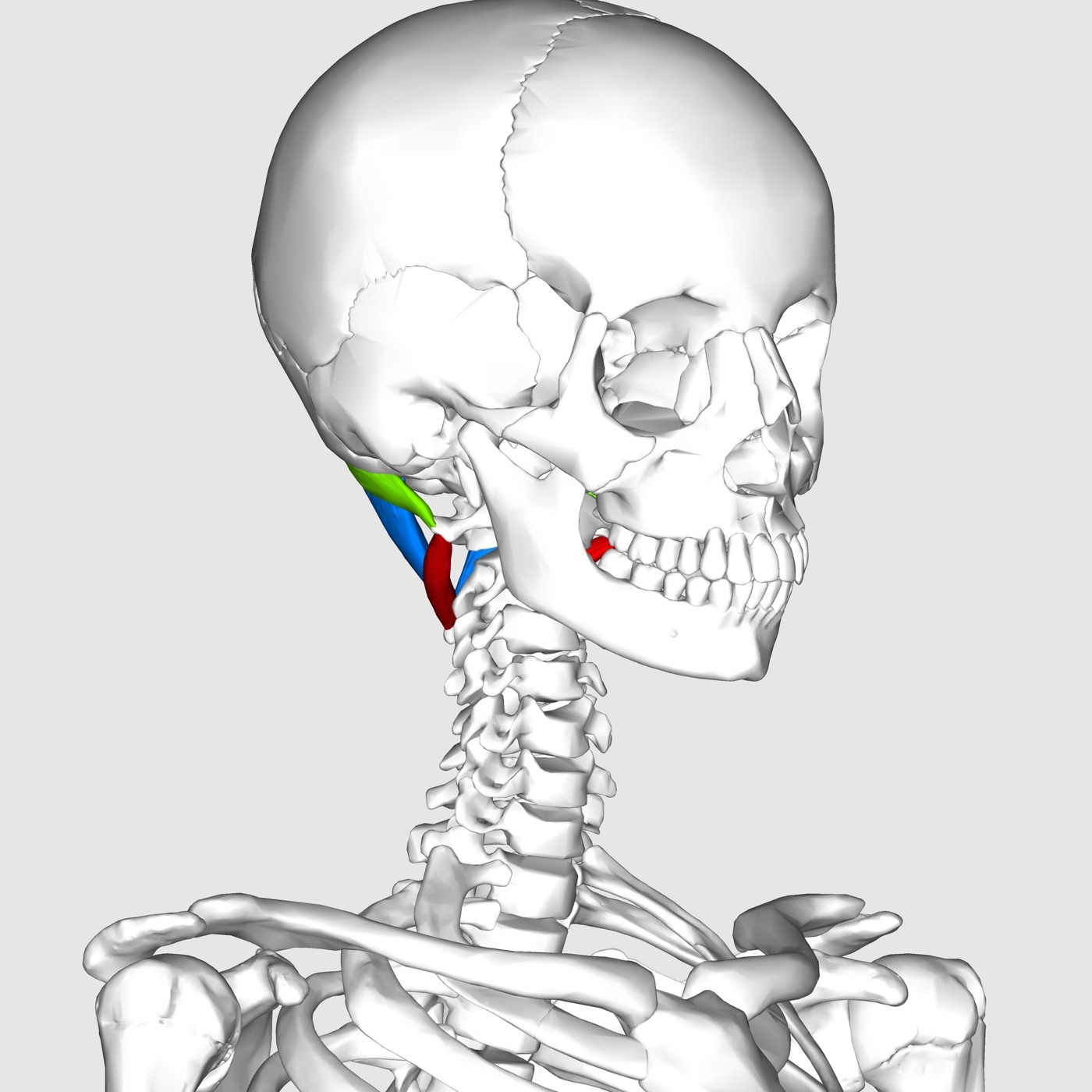 Figure 9. The suboccipital muscles, which bound the suboccipital triangle: obliquus capitis superior (green), rectus capitis posterior major (blue) and obliquus capitis inferior (red); the vertebral artery loops over the posterior arch of the atlas within this region. Anatomography (BodyParts3D, DBCLS), CC BY-SA 2.1 jp, via Wikimedia Commons.