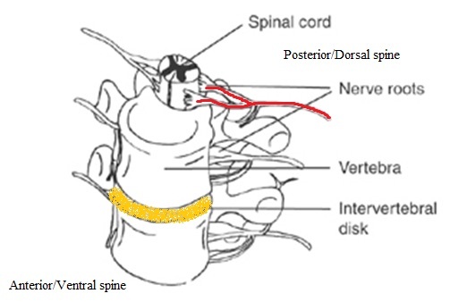 Figure 13. Diagram of a lumbar motion segment showing the nerve roots and their relationship to the vertebra and intervertebral disc; the exiting root passes beneath its pedicle. Page tfw, CC BY-SA 3.0, via Wikimedia Commons.