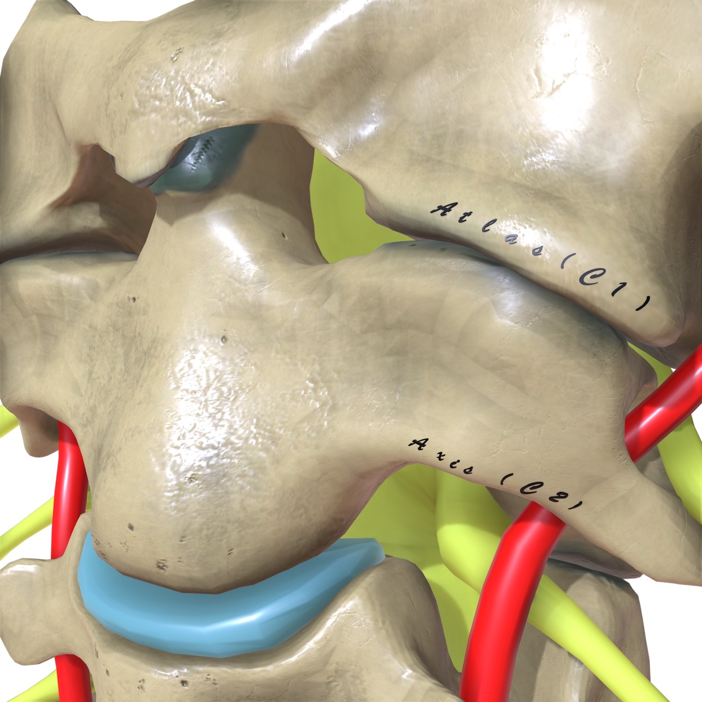 Figure 1. The upper cervical spine: the atlas (C1) and axis (C2) with the odontoid process (dens). The atlanto-axial joint provides roughly half of all cervical rotation. Source: DrJanaOfficial, via Wikimedia Commons, CC BY-SA 4.0.