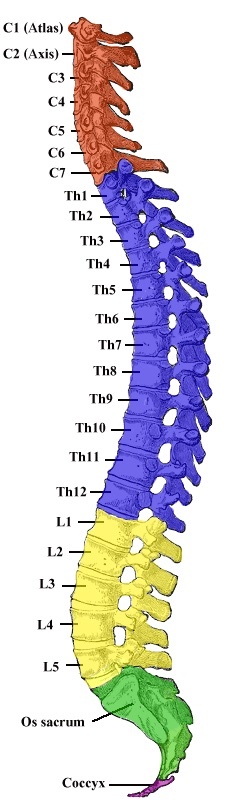 Figure 2. Lateral view of the vertebral column with its cervical, thoracic, lumbar, sacral and coccygeal regions. Coloured plate after Gray’s Anatomy (1918), public domain, via Wikimedia Commons.
