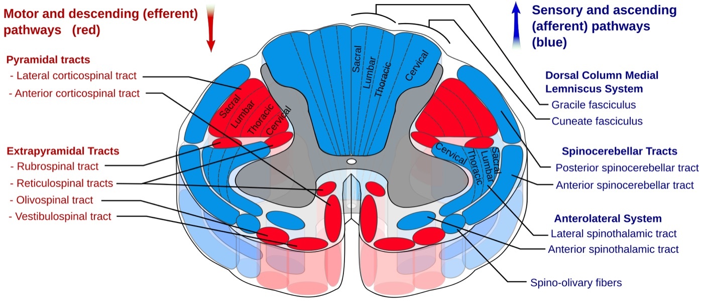 Figure 3. Cross-section of the spinal cord showing the principal ascending (sensory) and descending (motor) tracts; the corticospinal tracts and dorsal columns are ipsilateral while the spinothalamic tracts cross. Polarlys and Mikael Häggström, CC BY-SA 3.0, via Wikimedia Commons.