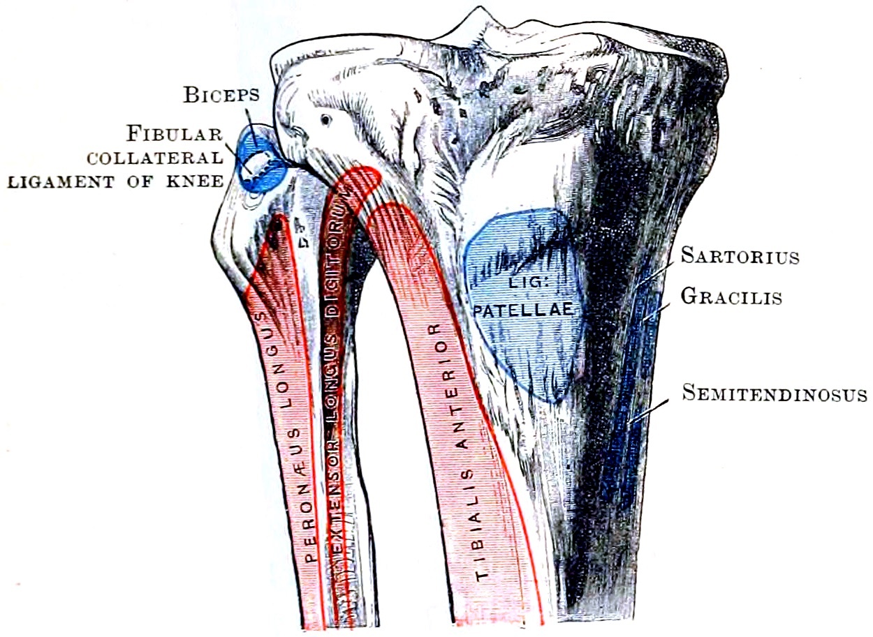 Figure 21. Attachments on the upper tibia and fibula: the pes anserinus footprint on the medial tibia, the ligamentum patellae, and the fibular collateral ligament and biceps on the fibular head. Cunningham’s Text-book of Anatomy (1914), Fig. 248, public domain, via Wikimedia Commons.