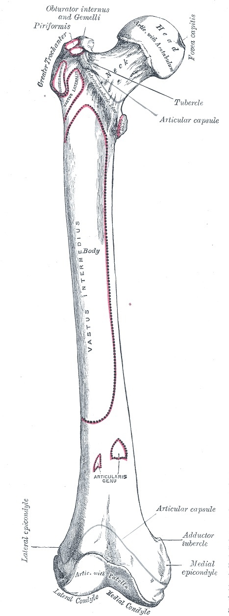 Figure 8. Right femur, anterior view, with muscle attachments outlined: head and fovea, neck, greater trochanter, shaft, condyles and adductor tubercle. Gray’s Anatomy (1918), Plate 244, public domain, via Wikimedia Commons.