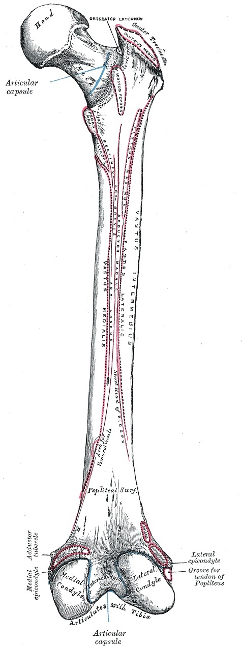 Figure 9. Right femur, posterior view: the linea aspera with the attachments of vastus lateralis, vastus medialis and adductor magnus, the gluteal tuberosity, popliteal surface and intercondylar fossa. Gray’s Anatomy (1918), Plate 245, public domain, via Wikimedia Commons.